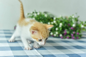 小猫断奶注意什么